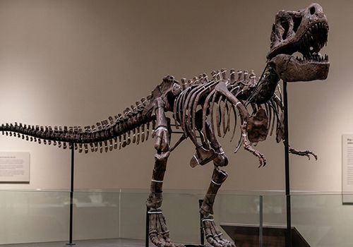 Mounted dinosaur skeleton fossil replica in a museum