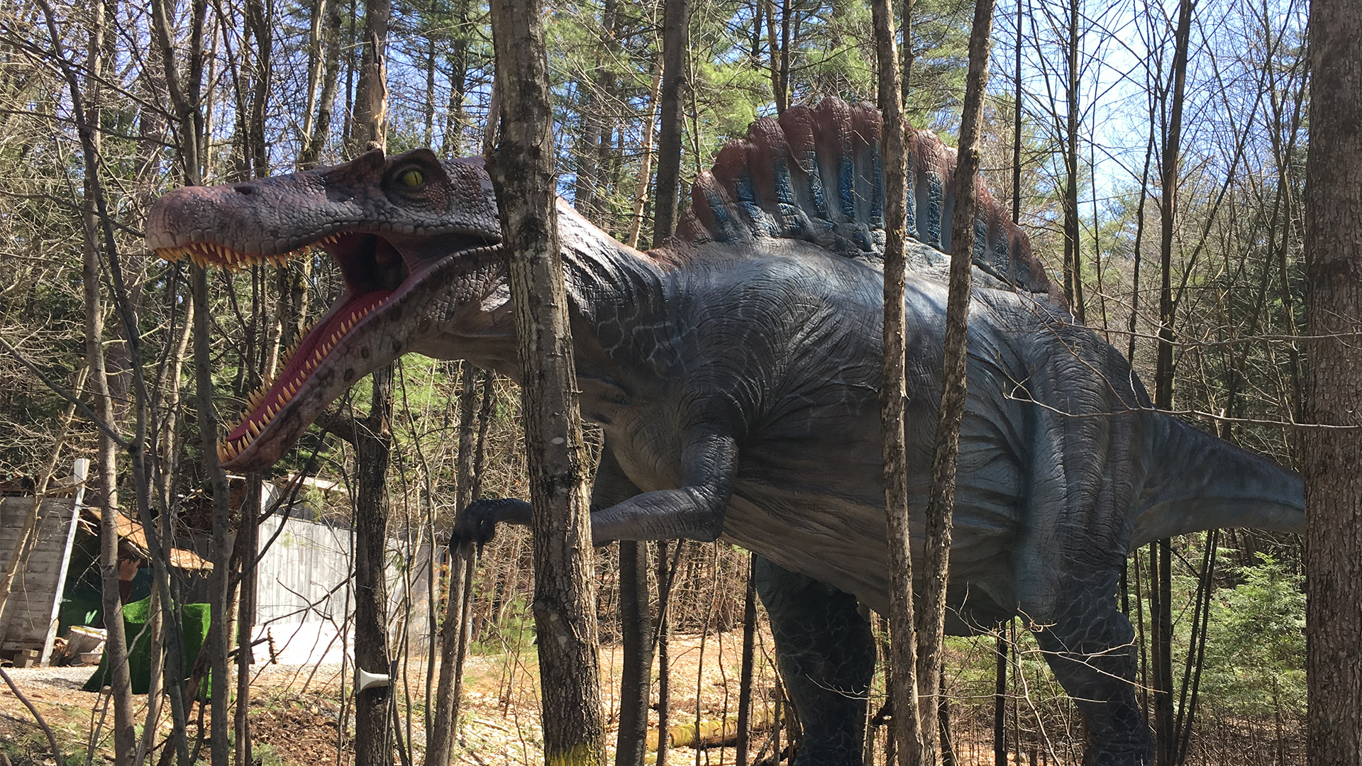 Life-size animatronic dinosaur exhibit in a prehistoric forest setting