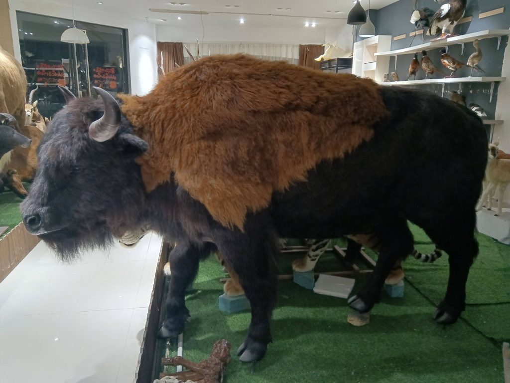 Life-size animatronic American bison standing with shaggy hump and curved horns in a showroom