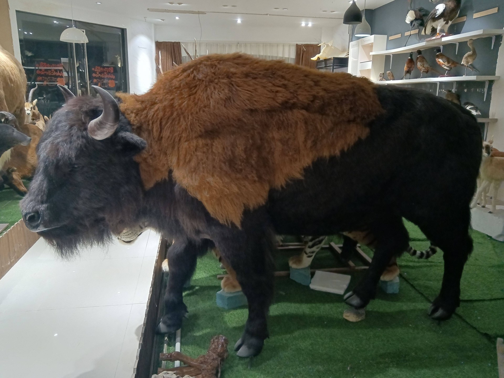 Life-size animatronic American bison standing with shaggy hump and curved horns in a showroom