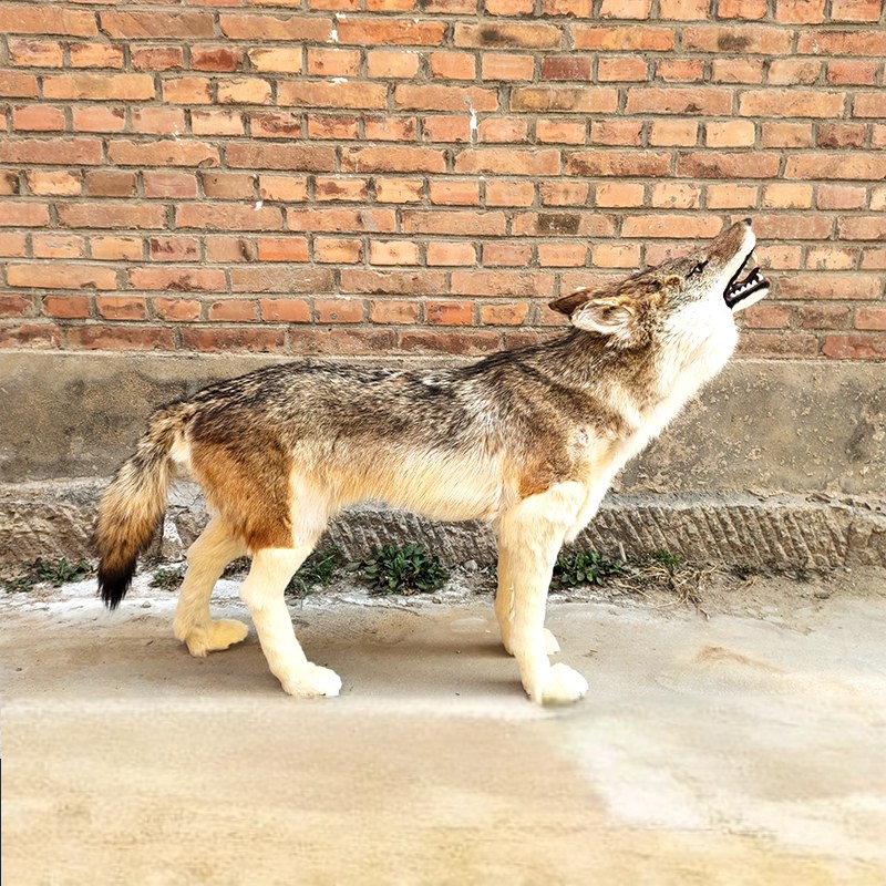 Life-size animatronic wolf model howling with head raised in a zoo or wildlife park setting