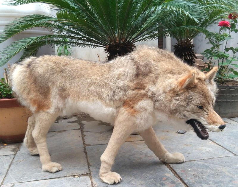 Life-size animatronic wolf model walking with head lowered on a stone-paved plaza