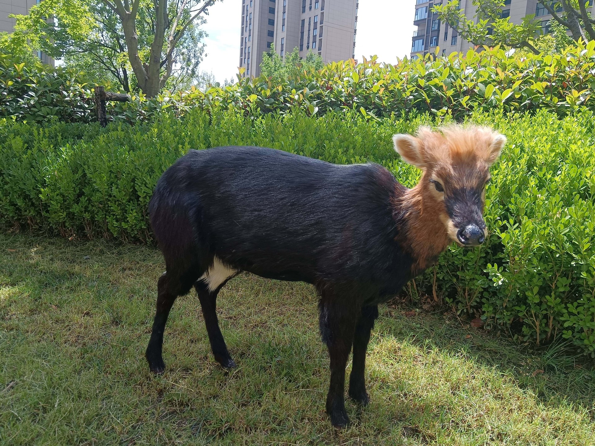 Life-size animatronic black muntjac with dark coat and pale head standing in a garden setting