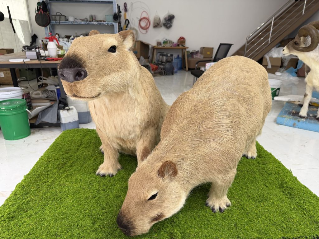 Life-size animatronic capybara pair standing on artificial grass in a zoo or wildlife park