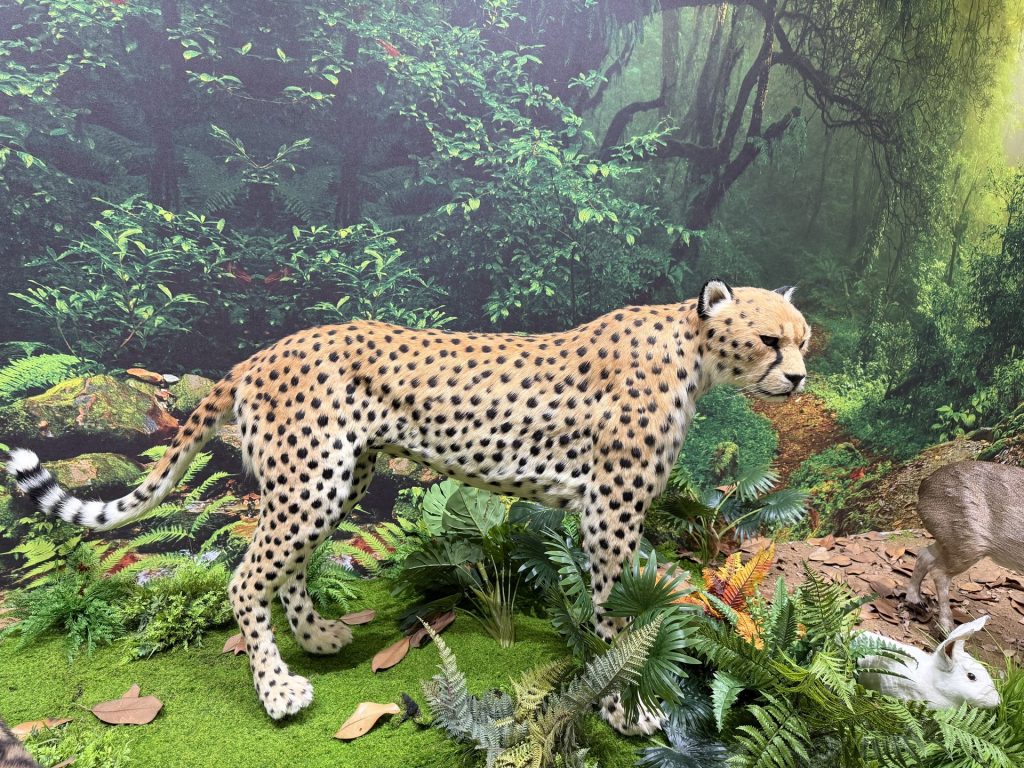 Life-size animatronic cheetah walking through a jungle display with tear marks and spots
