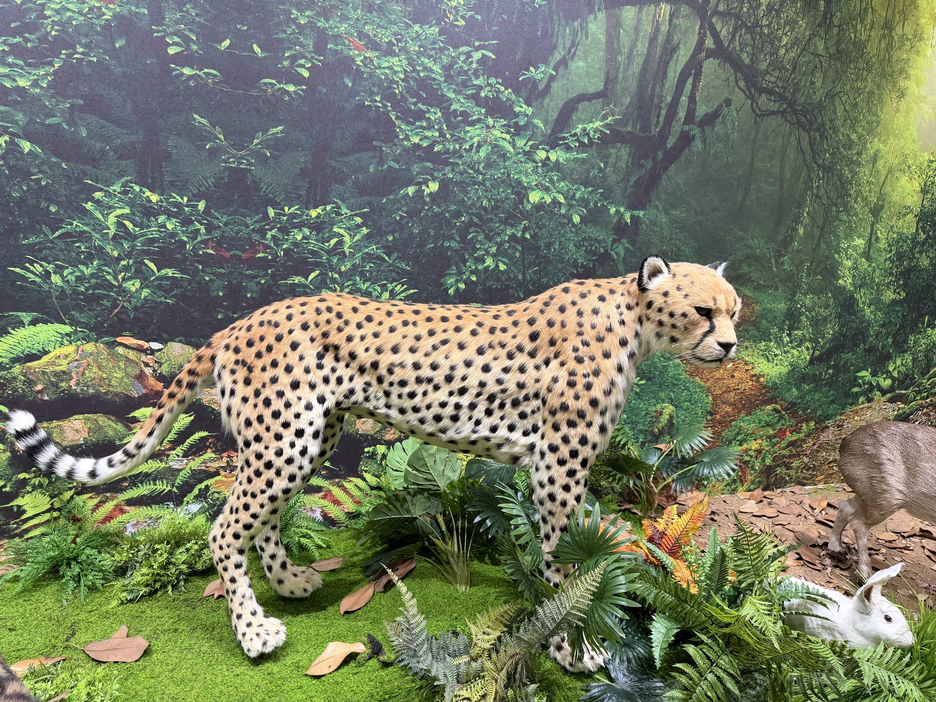 Life-size animatronic cheetah walking through a jungle display with tear marks and spots