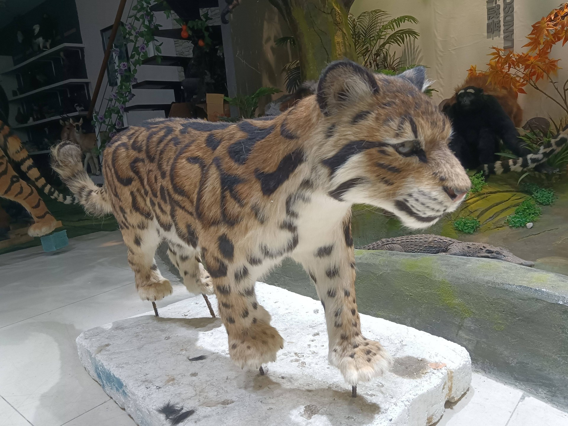 Life-size animatronic clouded leopard walking with cloud-pattern coat and long tail