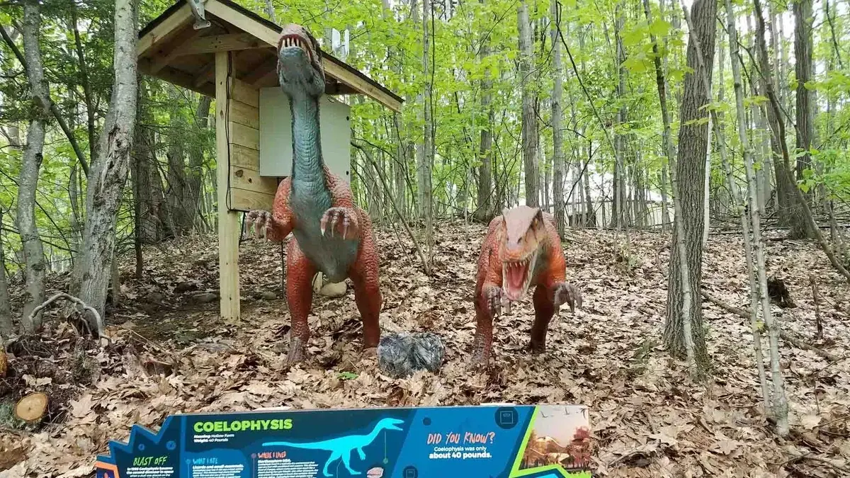 Animatronic Coelophysis exhibit with species information board on an outdoor trail