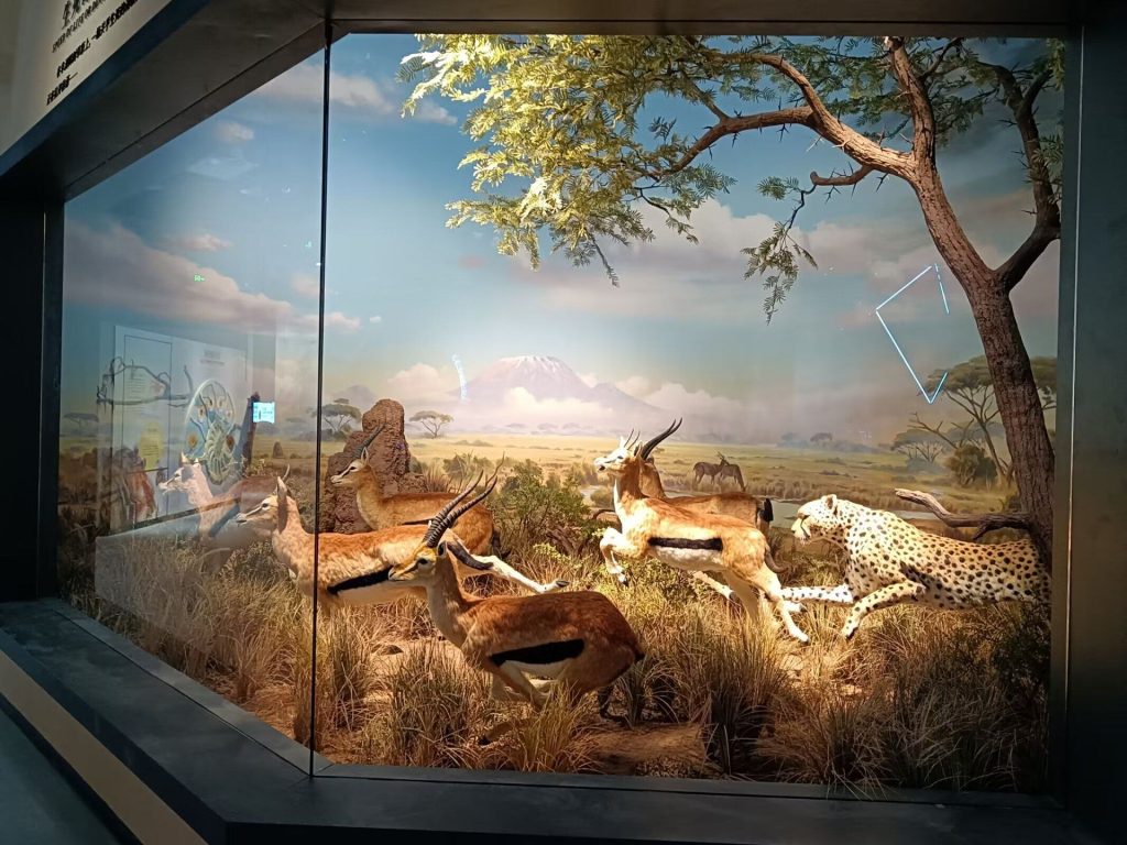 Life-size animatronic gazelle herd with a cheetah in pursuit in an African savanna diorama