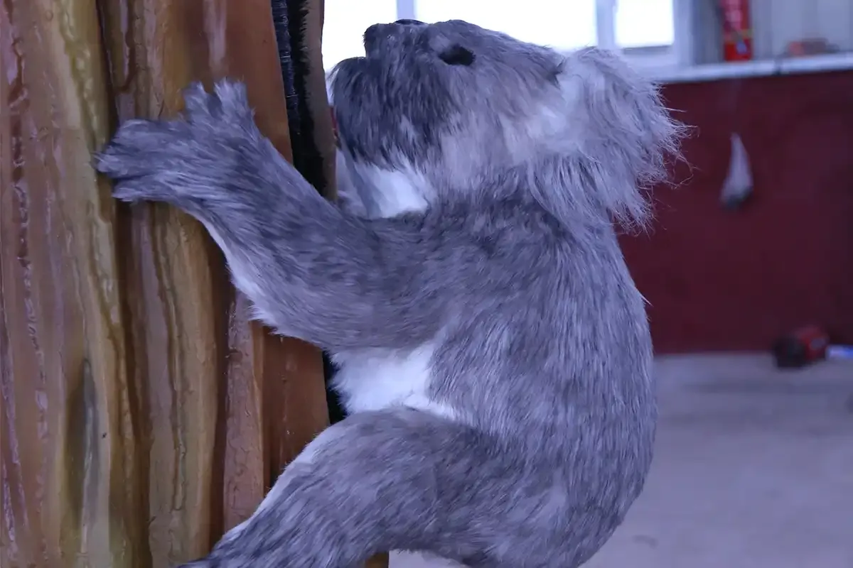 Animatronic koala model with hand-pasted grey-brown fur and dark leathery nose
