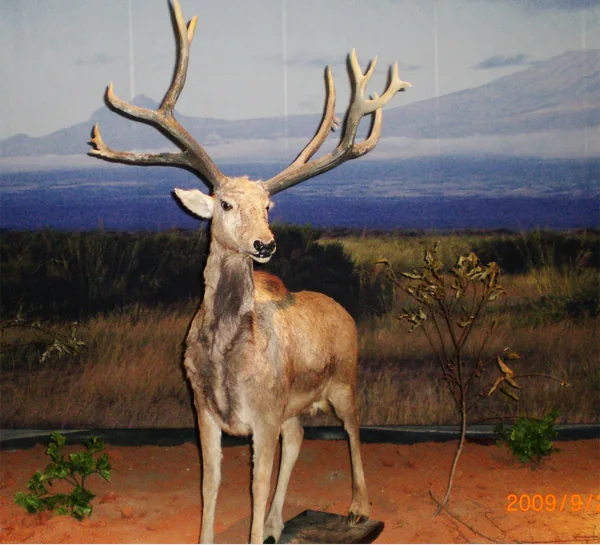 Life-size moose model standing in snow showing the winter coat and antler spread
