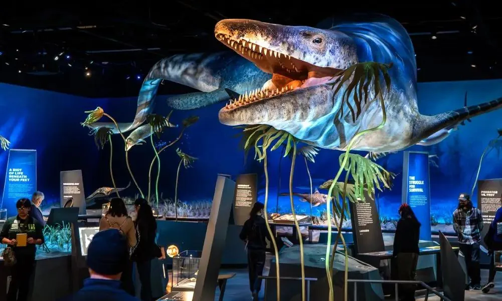 Dinosaur museum exhibit with a mounted fossil replica