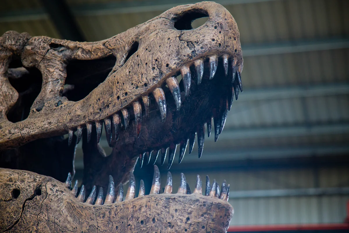Close detail of the skeleton replica showing individual bone casts and mounting brackets