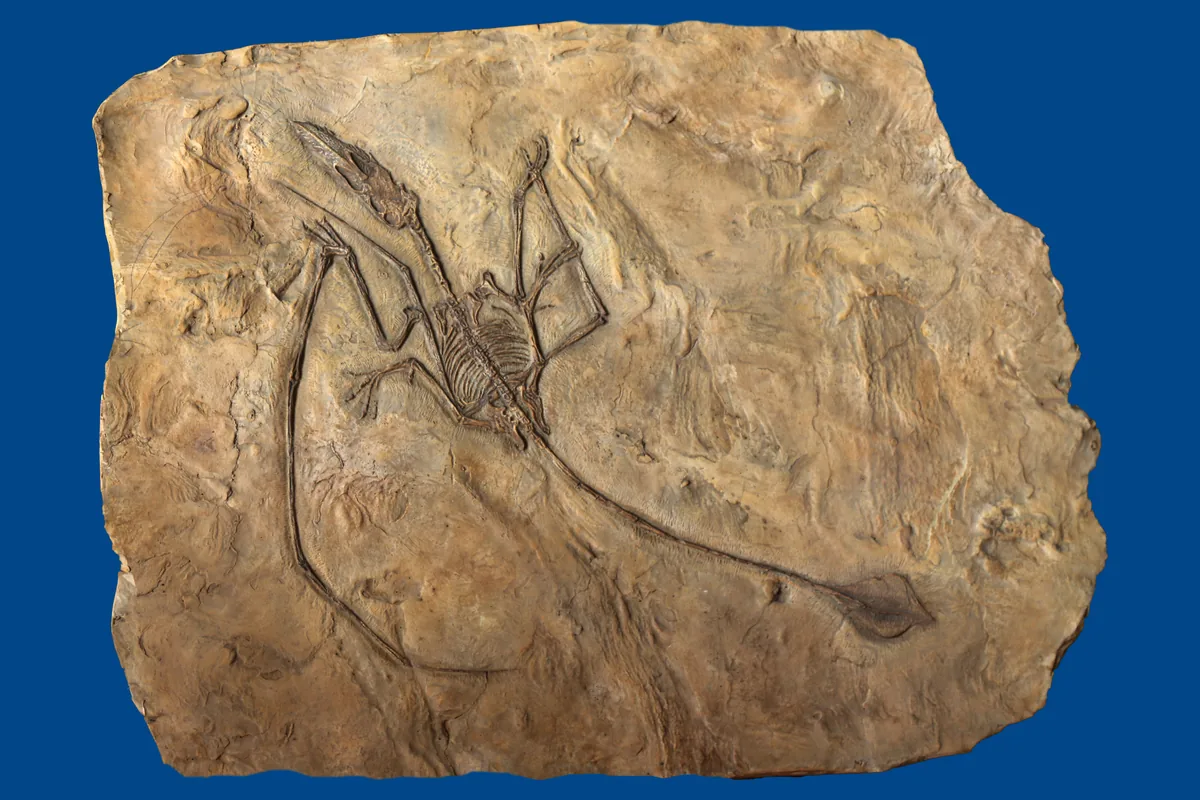 Pterosaur fossil replica with translucent wing membrane on display