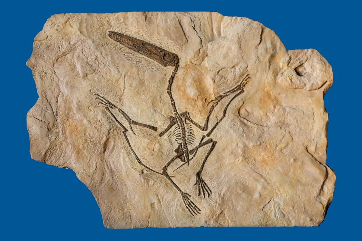 Pterosaur fossil replica full skeleton showing the elongated wing finger