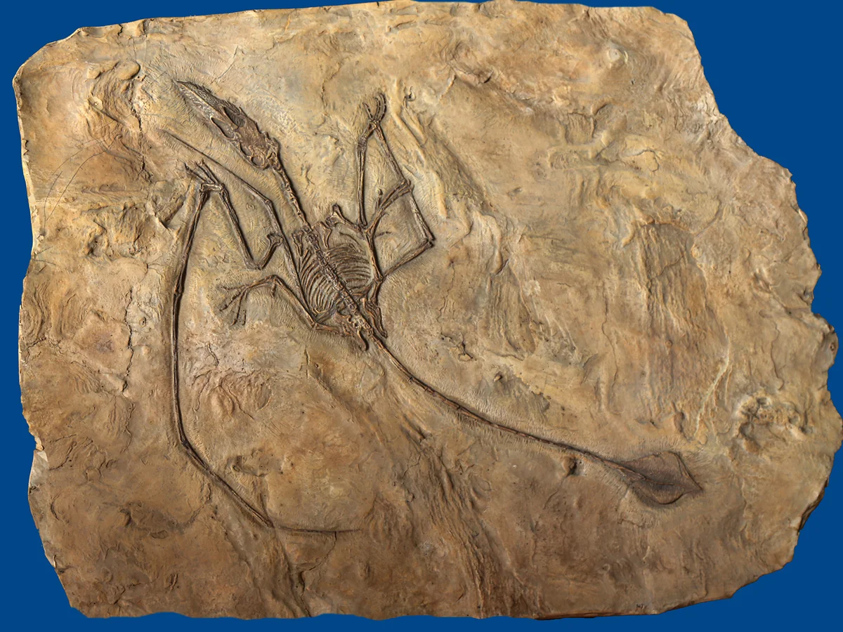 Pterosaur long-tail fossil plate replica showing the extended tail vane and wing structure