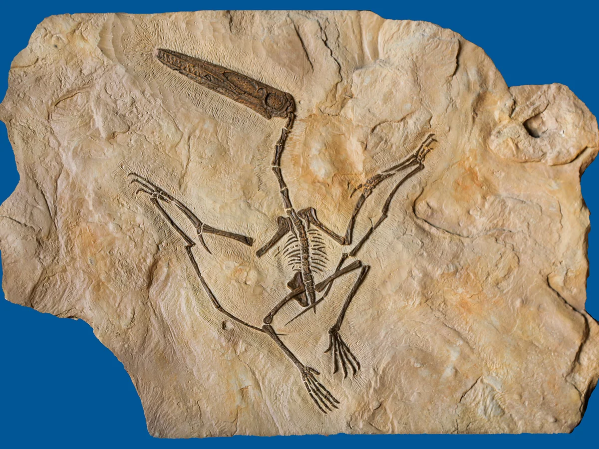Pterosaur short-tail fossil plate replica with the wing bones and skull set in the matrix