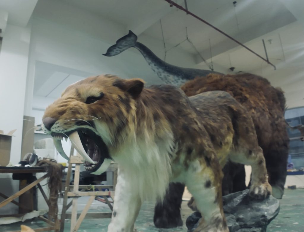 Life-size animatronic sabre-toothed cat roaring with exposed sabre teeth in a workshop