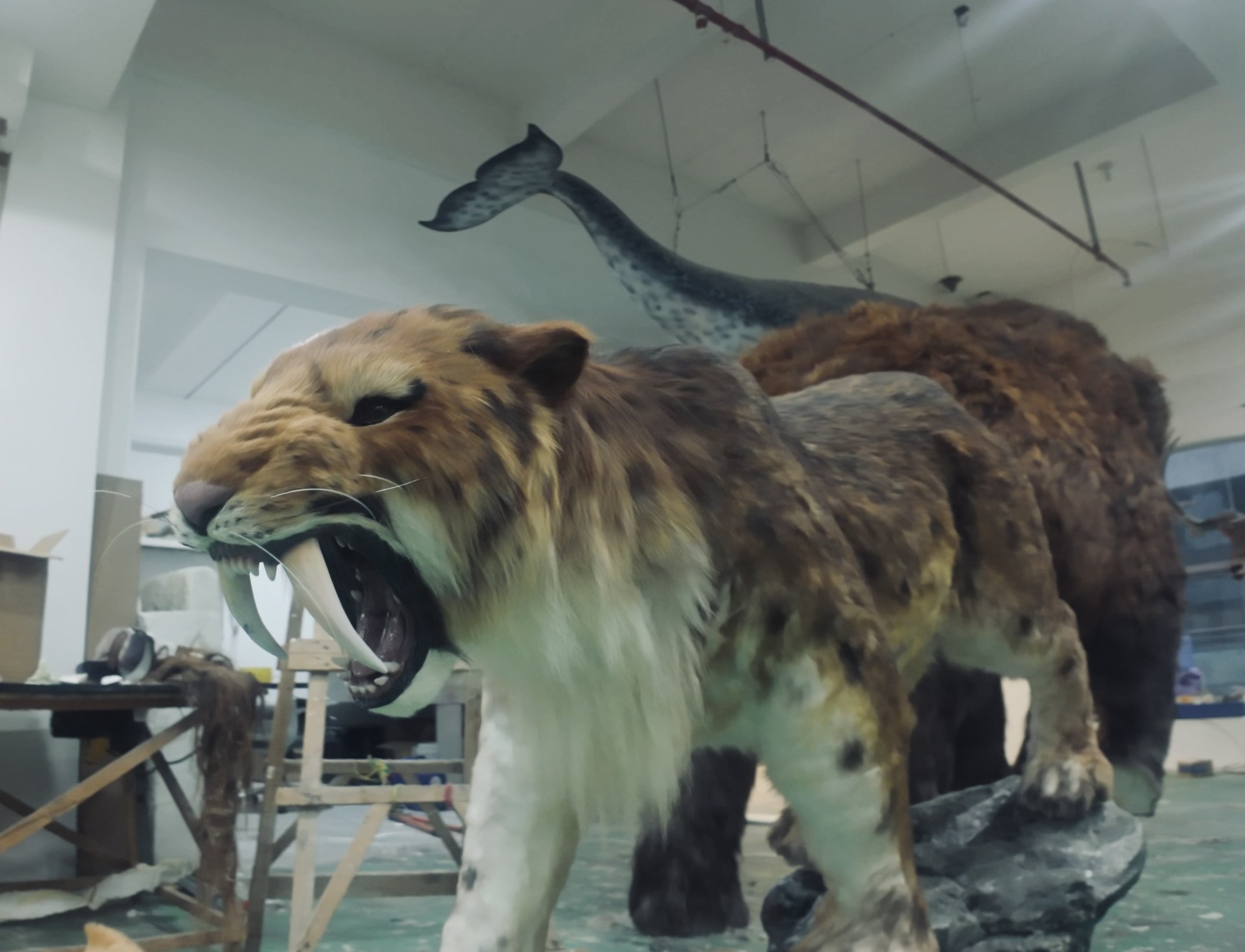 Life-size animatronic sabre-toothed cat roaring with exposed sabre teeth in a workshop