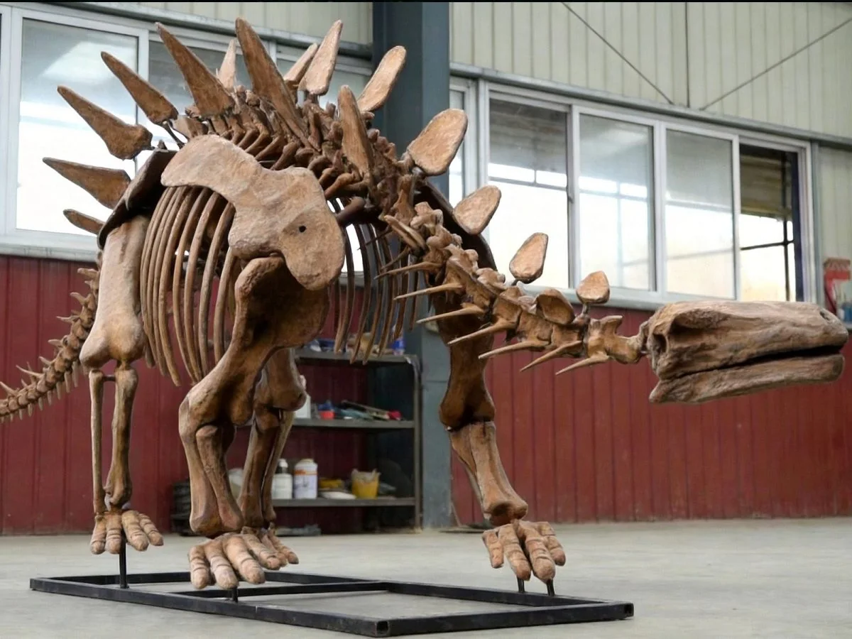 Life-size Stegosaurus skeleton fossil replica with double plate row