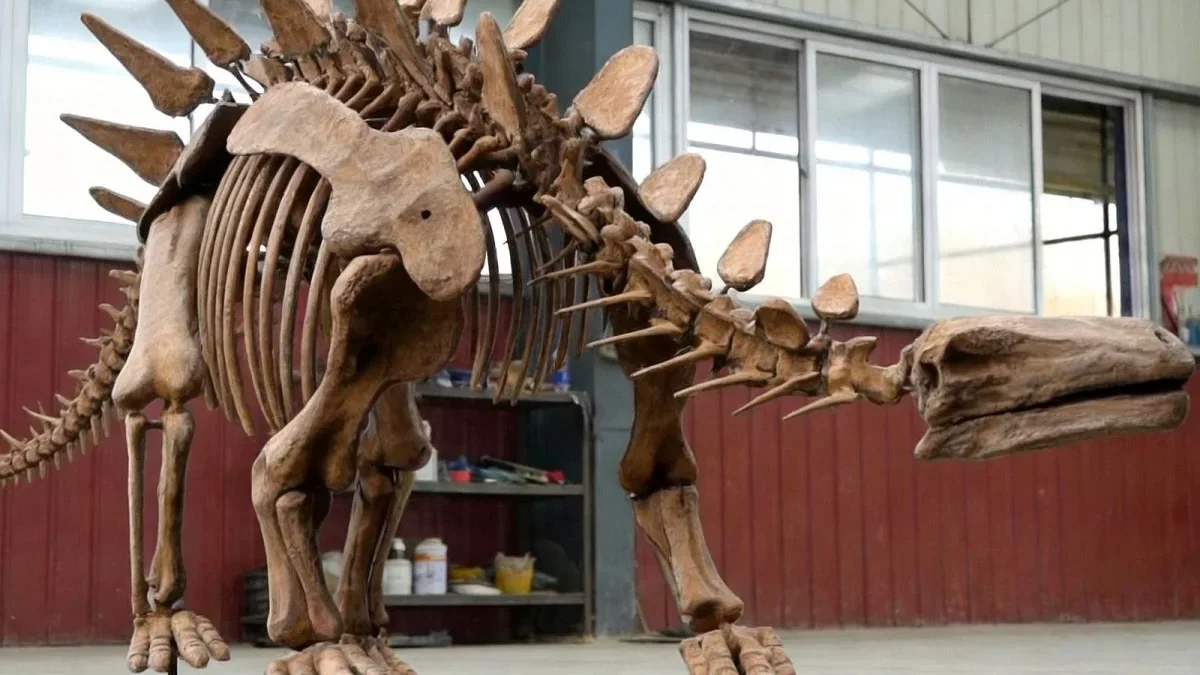 Stegosaurus skeleton replica plate line and tail detail