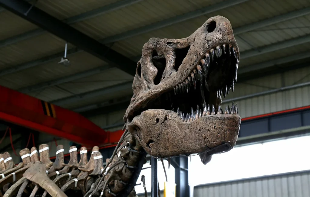 Life-Size T-Rex Skull Replica