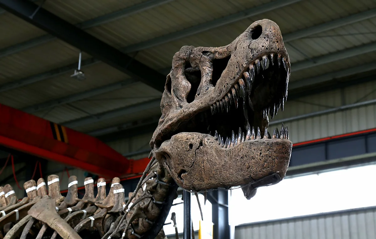 Life-size T-Rex skull replica with open jaw and individually cast teeth