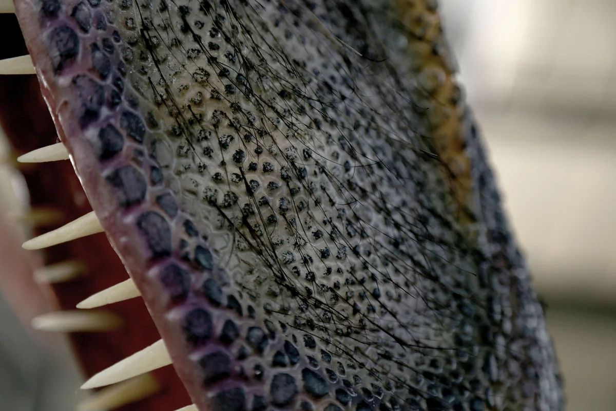 Tiamat hand-finished surface close-up showing texture and color layering quality