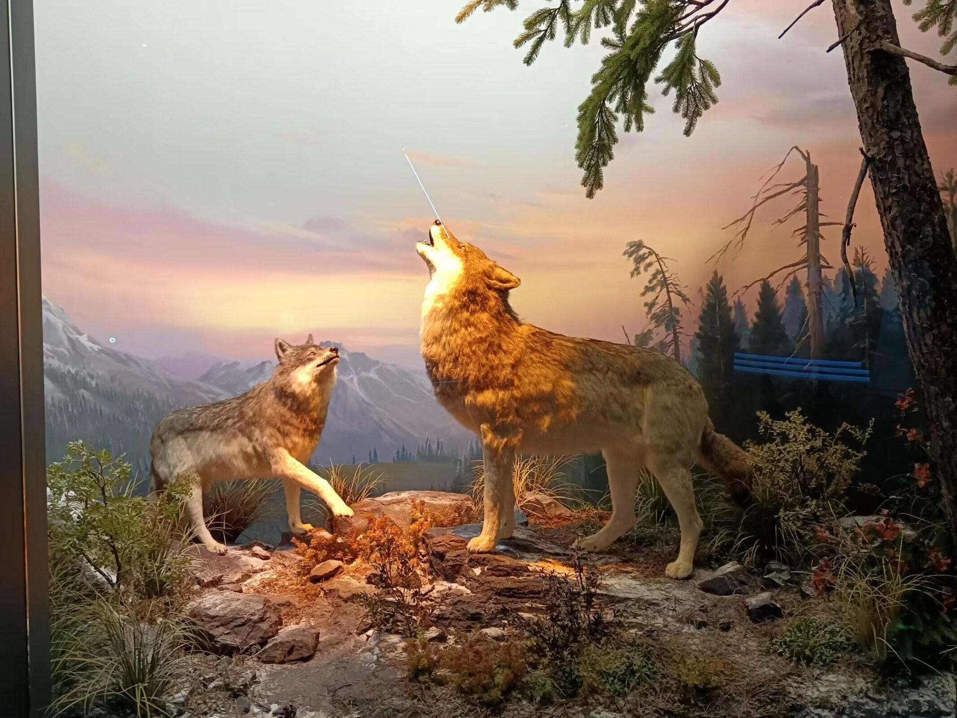 Life-size animatronic wolf pair howling with heads raised in a snowy mountain diorama